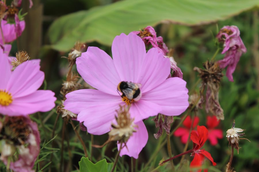 Close-up of a cosmos flower with a bumblebee, illustrating image question answering capabilities.