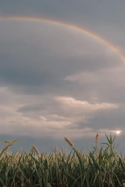 Photorealistic AI-generated landscape with rainbow over farmland