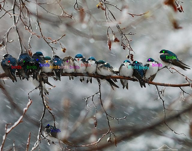 Bird counting—detection and classification output